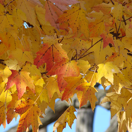 Fall Leaves